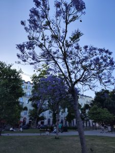 Jacaranda albero lilla lisbona