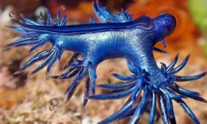 Il drago blu spaventa la Spagna e potrebbe arrivare in Portogallo