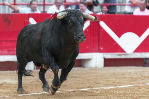 Cos'è la Tourada? Vi parliamo del fenomeno della tauromachia in Portogallo